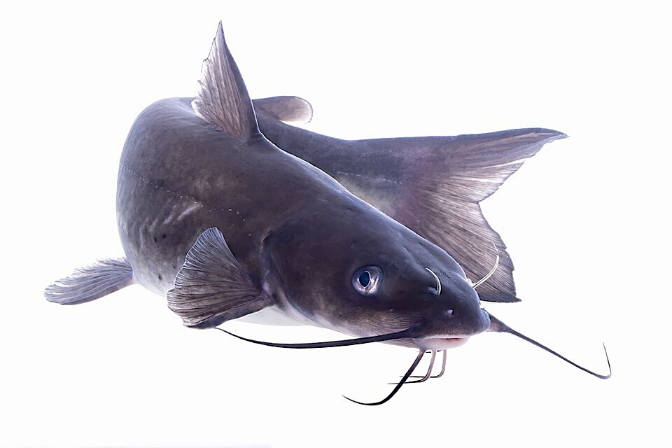 Image of channel catfish against a white background by USFWS Mountain Prairie, public domain