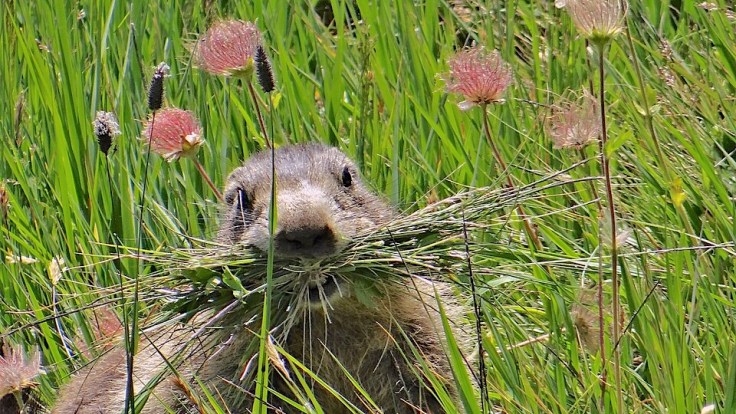 Image of a groundhog with a mouthful of grasses by Ibex73, CC Share Alike 4.0 International