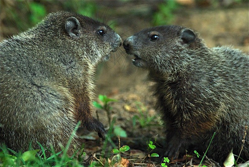 Image of two young groundhogs facing off by TCDavis, CC BY-NC-ND 2.0