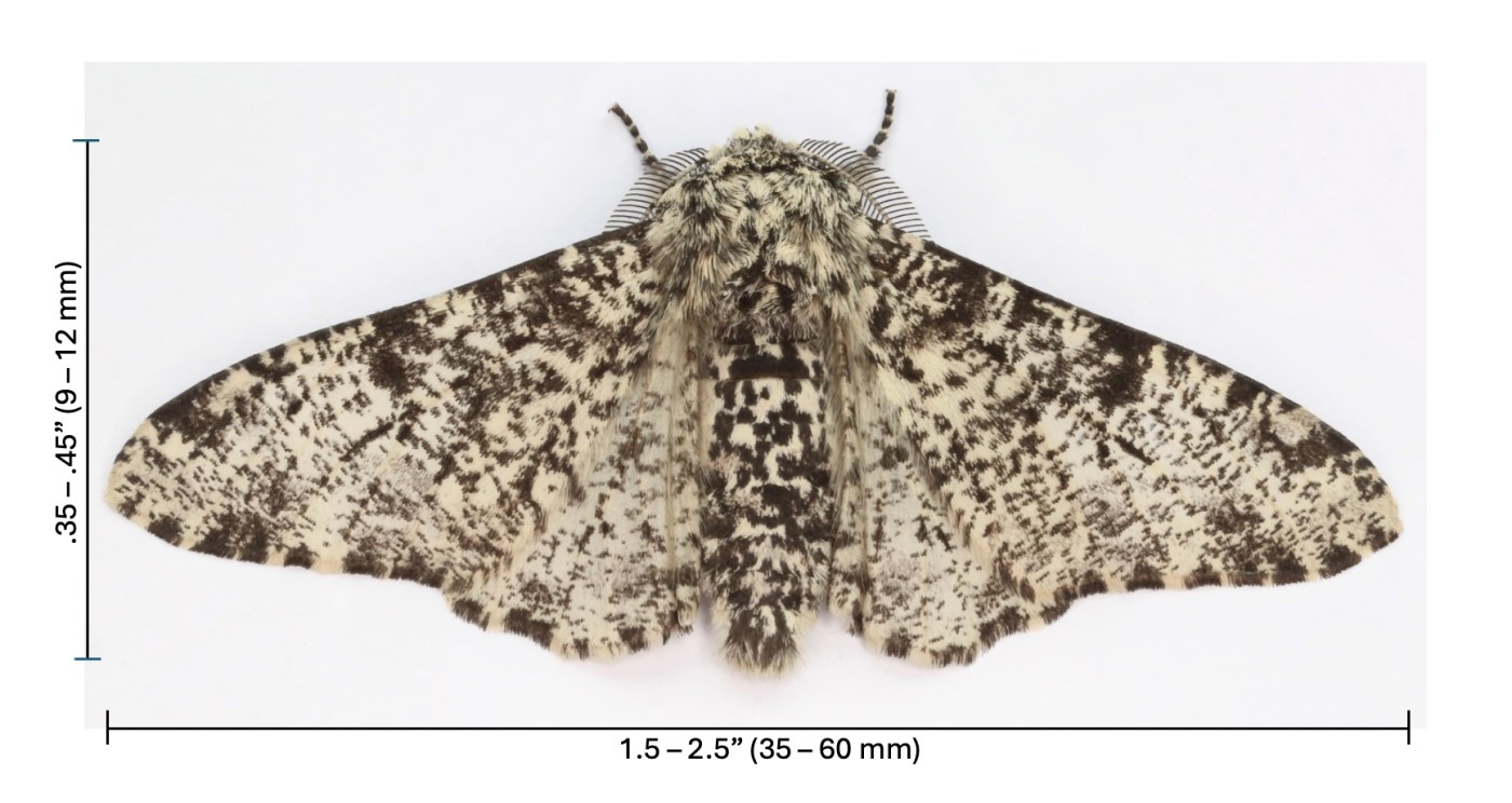 Peppered moth (Biston betularia) with size key, photo by Janet Graham, CC by 2.0