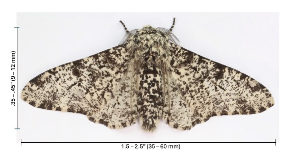 Peppered moth (Biston betularia) with size key, photo by Janet Graham, CC by 2.0