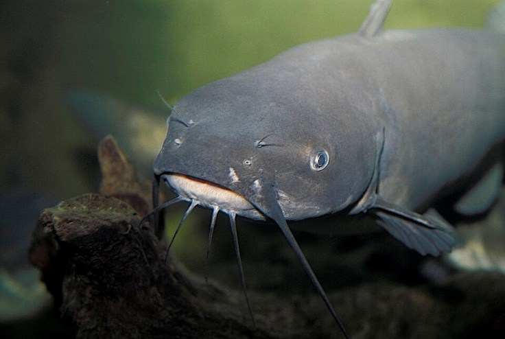 Close up of a channel catfish underwater and looking at the camera by Missouri State Archives, public domain.