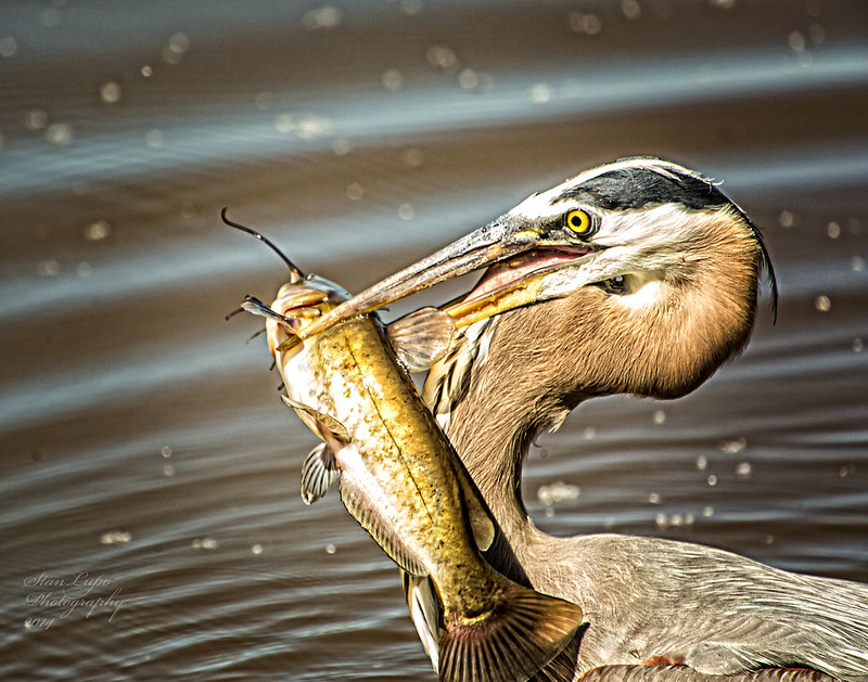 Great blue heron with a catfish by Stan Lupo, CC BY-NC-ND 2.0