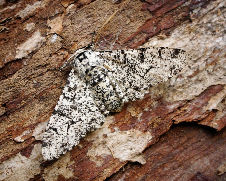 Peppered moth on tree bark by Ben Sales, cc by 2.0