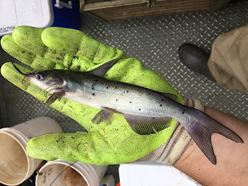 Young channel catfish by Department of Environment, Great Lakes, and Energy, CC BY-ND 2.0.