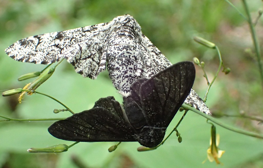 White and melanistic peppered moths by Siga, cc by-sa 4.0