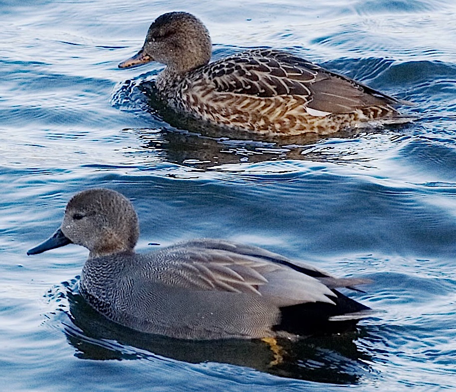 A male and female gadwall pair paddling together by Andrew Dunn, cc by-sa-2.0 
