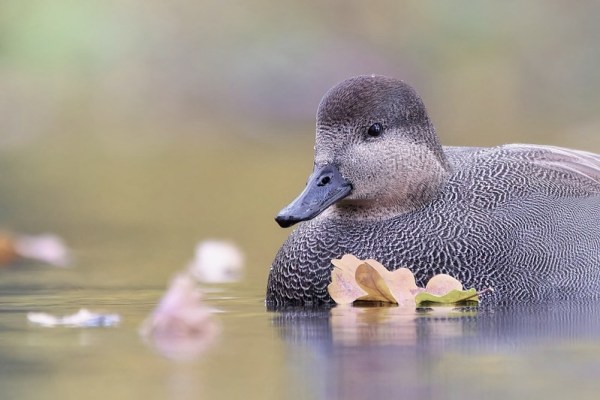 Male gadwall on water with floating leaves by Andrey Gulivanov, cc by 2.0