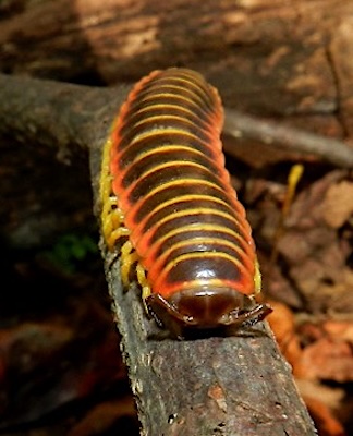 Apheloria virginiensis walking on a twig by Nancy Magnussson, CC BY-NC 2.0