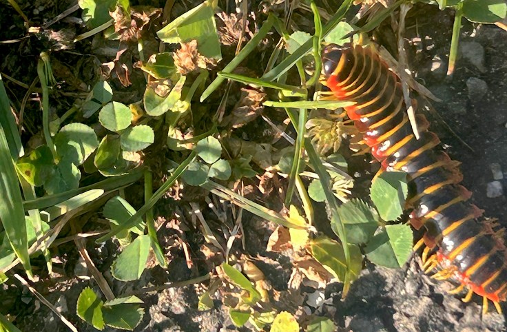 Black and gold flat-backed millipede in clover by Kieran Lindsey, CC-by-2.0