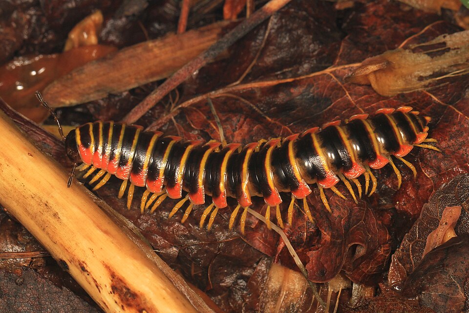 A black and gold flat millipede (Apheloria virginiensis) walking across leaf litter in Jones Preserve, Virginia by Apheloria virginiensis by Judy Gallagher, CC-BY-2.0