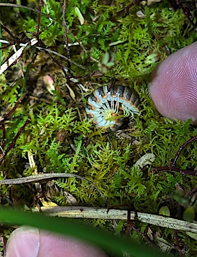 A juvenile black and gold flat-backed millipede on moss by schizoform, cc-by-2.0.jpeg