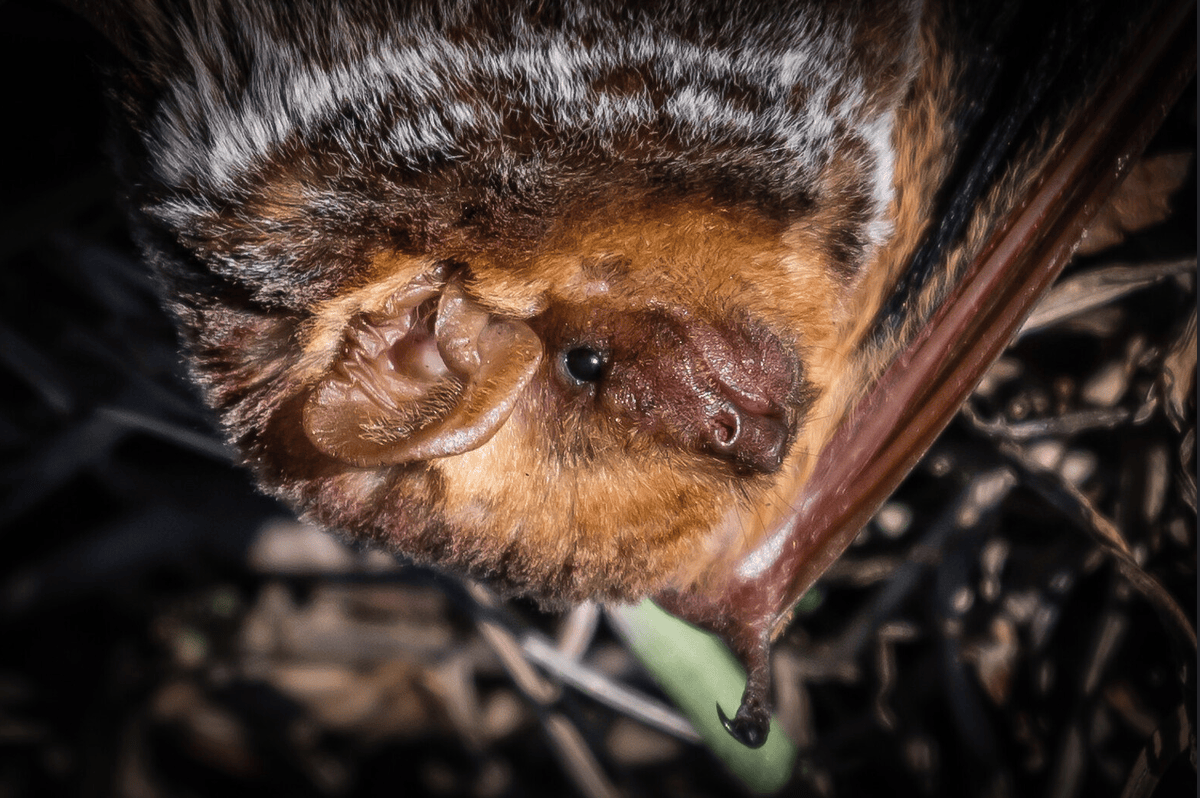 close-up of a red bat hanging upside-down by DGAngle, all rights reserved, used with permission