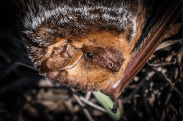 close-up of a red bat hanging upside-down by DGAngle, all rights reserved, used with permission