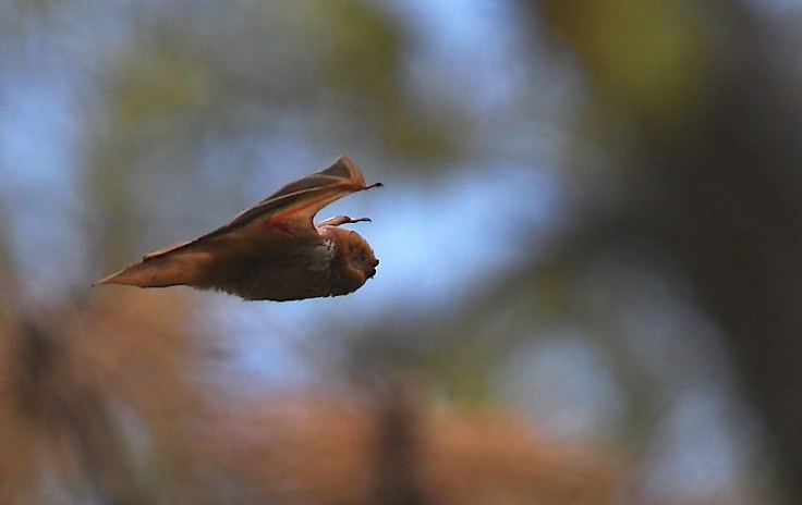Eastern red bat flying in Carondelet Park in south St. Louis by Andy Reago & Chrissy McClarren, cc by 2.0