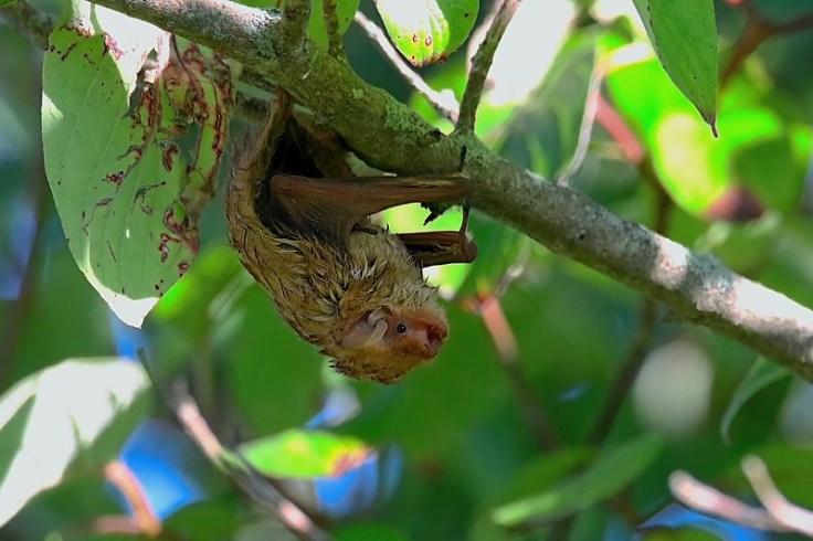 Eastern red bat hanging from a branch at The Wetlands Institute, Stone Harbor, NJ by Devin Griffiths, all rights reserved, used with permission