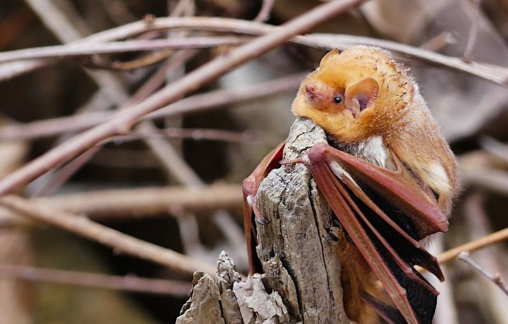 Grounded Eastern red bat by Kevin McGhinnis, all rights reserved, used with permission