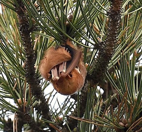 Eastern red bat trying to look like a pinecone by Andy Reago & Chrissy McClarren, cc by 2.0