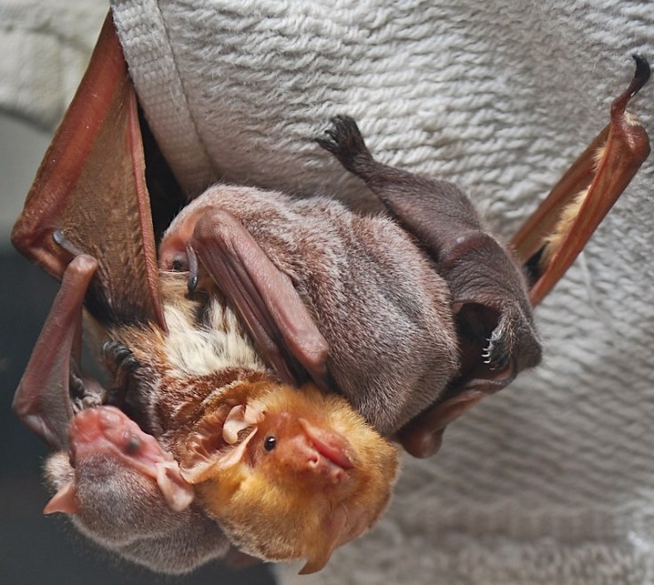Female Eastern red bat with three pups in a wildlife rehabilitation center by John Henderson, CC BY SA 2.0