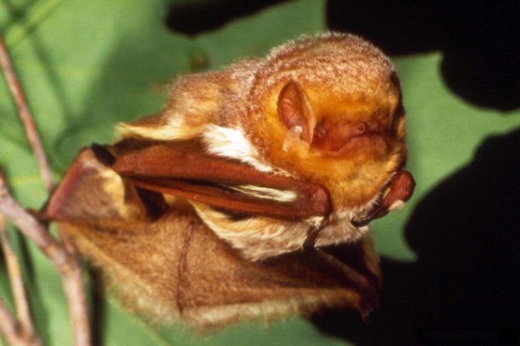 Close-up of an Eastern red bat resting on a branch by Susan Ellis, cc by 3.0 US